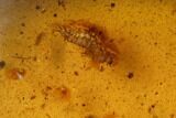 Detailed Fossil Larva In Amber - Myanmar #128831-1
